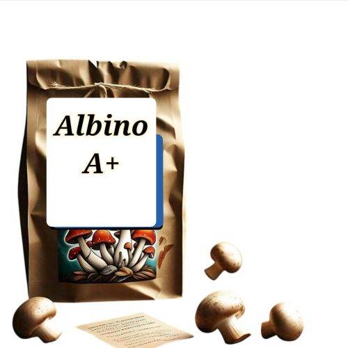 Albino A+ Magic Mushrooms – Potent Psilocybin Strain Close-up of dried Albino A+ mushrooms showcasing their unique pale appearance and potent psilocybin content.