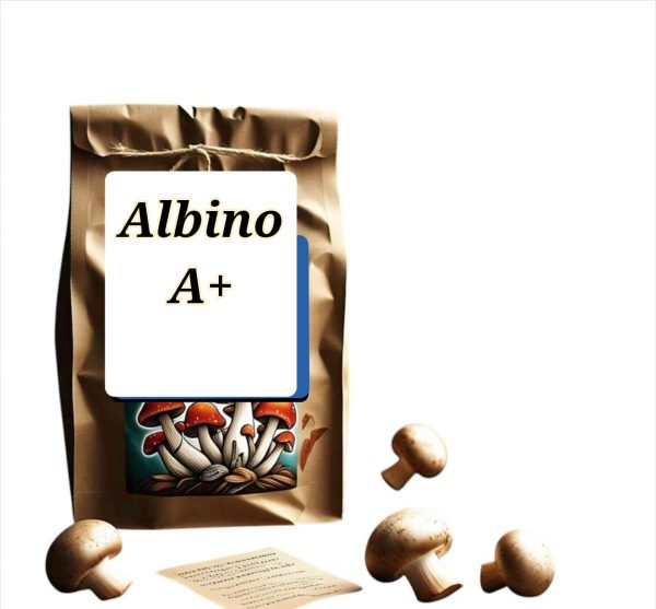 Close-up of dried Albino A+ mushrooms showcasing their unique pale appearance and potent psilocybin content.